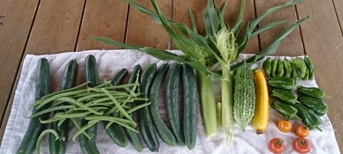 ゴーヤ（節成ゴーヤ300）とミニトマト（オレンジ千果）の初収穫