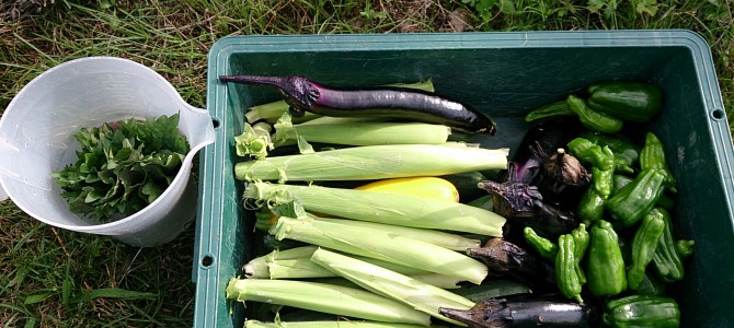 栽培日誌-20150628