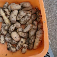 ジャガイモ（メークイン）の収穫完了