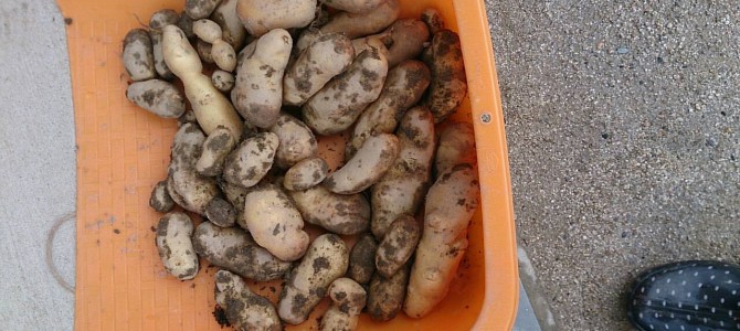 ジャガイモ（メークイン）の収穫完了