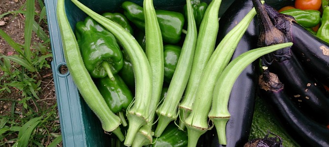 枝豆とオクラの初収穫