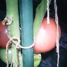 大玉トマト（パルト）が結構赤くなってきた