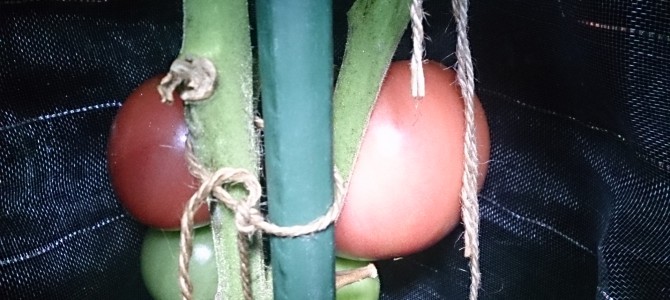 大玉トマト（パルト）が結構赤くなってきた