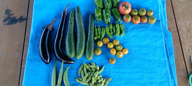 大玉トマト（桃太郎）初収穫