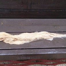 キュウリ（なるなる）の撤収