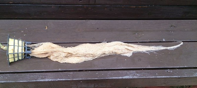 キュウリ（なるなる）の撤収