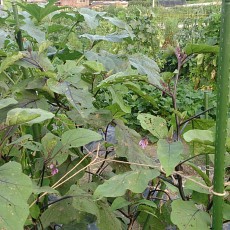 ナスの台風対策