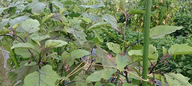 ナスの台風対策