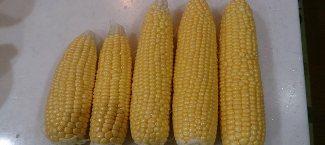 トウモロコシ（ハニーバンタム）の初収穫