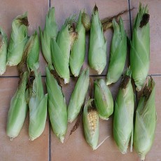 トウモロコシ（ハニーバンタム）の収穫完了