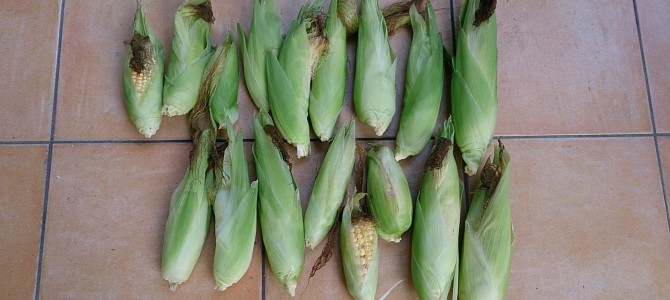 トウモロコシ（ハニーバンタム）の収穫完了