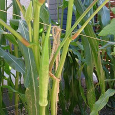 自宅畑のオクラ（エメラルドオクラ）の初収穫