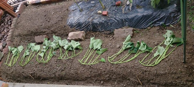 第2期キュウリ（節成）と第2期サツマイモ（鳴門金時）の定植