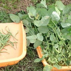 枝豆(ゆきみどり枝豆)の収穫完了 枝豆(ゆきみどり枝豆)の収穫完了