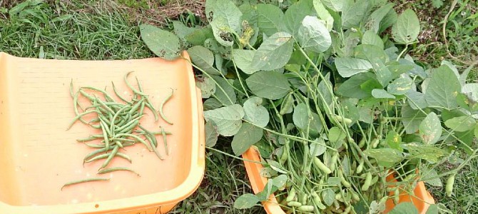 枝豆（ゆきみどり枝豆）の収穫完了