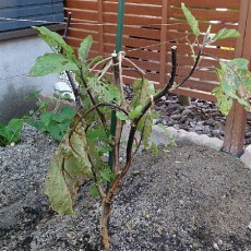 秋ナスと秋トマトの準備 秋ナスと秋トマトの準備