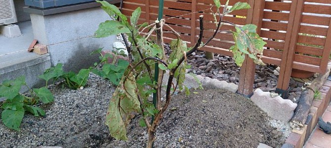 秋ナスと秋トマトの準備