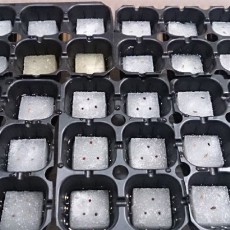 リーフレタスの播種-20150726 リーフレタスの播種-20150726