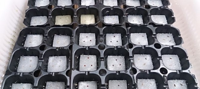 リーフレタスの播種-20150726