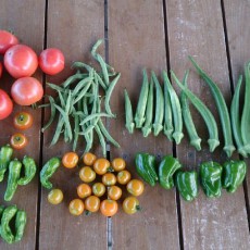 栽培日誌-20150729 栽培日誌-20150729