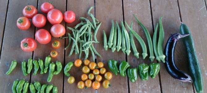 栽培日誌-20150729