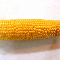 トウモロコシ（ゴールドラッシュ88）の初収穫