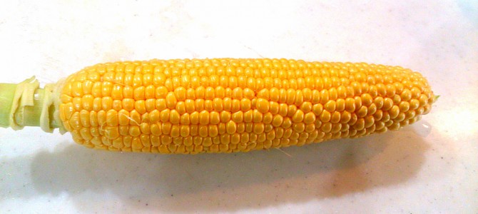 トウモロコシ（ゴールドラッシュ88）の初収穫