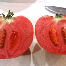 大玉トマト（パルト）の初収穫