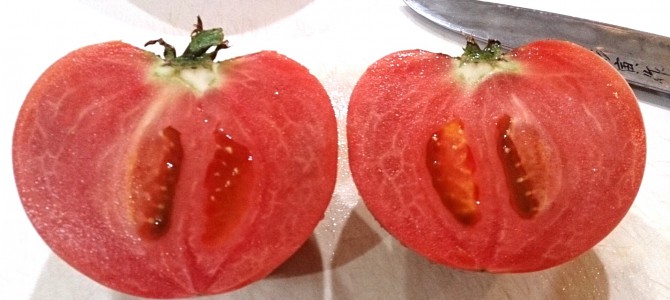 大玉トマト（パルト）の初収穫