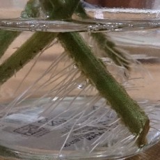 栽培日誌-20150730 栽培日誌-20150730