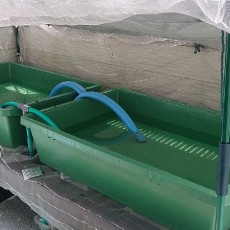 オーバーフロー栽培器のリセットとミディトマトの定植 オーバーフロー栽培器のリセットとミディトマトの定植