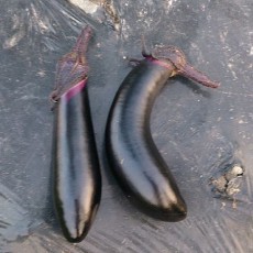 栽培日誌-20150805 栽培日誌-20150805