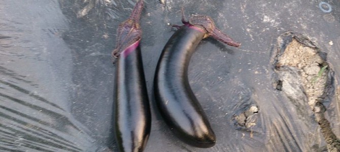 栽培日誌-20150805