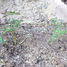 ミディトマト（スーパーミディ）の自宅畑定植