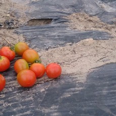 栽培日誌-20150811