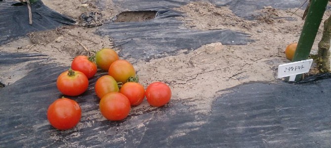 栽培日誌-20150811