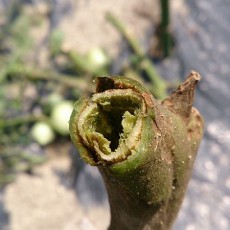 貸し農園トマトの撤収開始