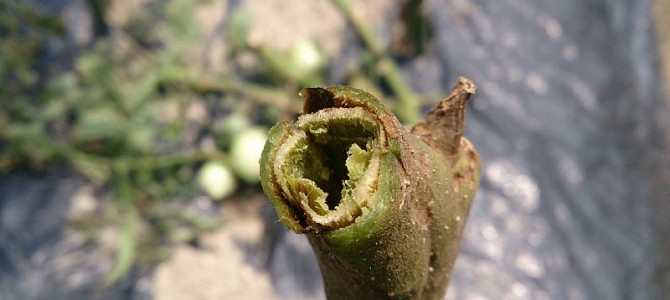 貸し農園トマトの撤収開始