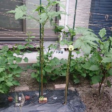 栽培日誌-20150818