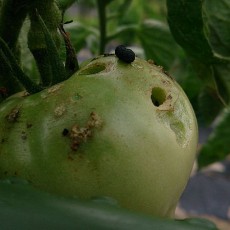 大玉トマト（桃太郎）にオオタバコガの穴が