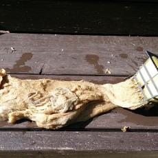 キュウリ（強健豊作）の撤収