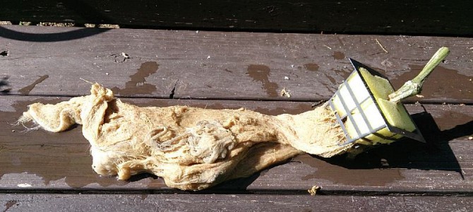 キュウリ（強健豊作）の撤収