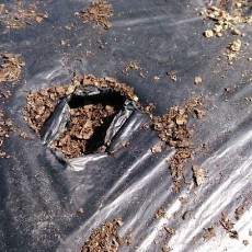 ニンジン（はつあかね）播種とミニトマト（Pinky）定植