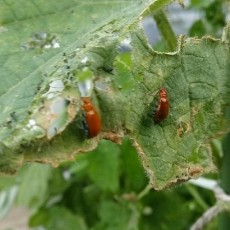 栽培日誌-20150826