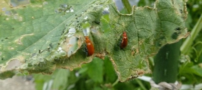 栽培日誌-20150826