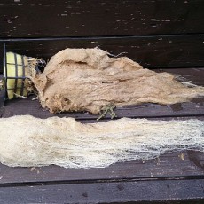 水耕キュウリ（風神、節成）撤収と、ミニトマト（Pinky）定植と、貸し農園サツマイモ（鳴門金時）全収穫。