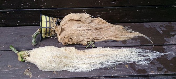 水耕キュウリ（風神、節成）撤収と、ミニトマト（Pinky）定植と、貸し農園サツマイモ（鳴門金時）全収穫。