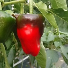 赤ピーマン