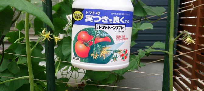 ミディトマトにトマトトーン