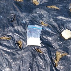 カブ、小松菜、青梗菜、かつお菜、水菜、ほうれん草、春菊、結球レタス、サニーレタスの播種